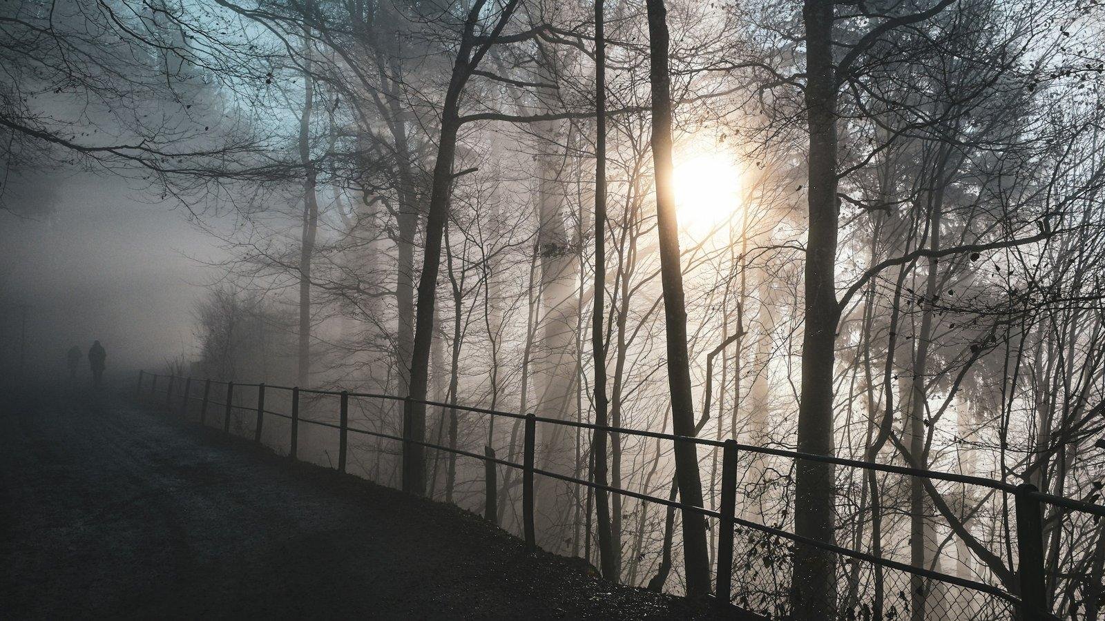 Luz que atraviesa el bosque