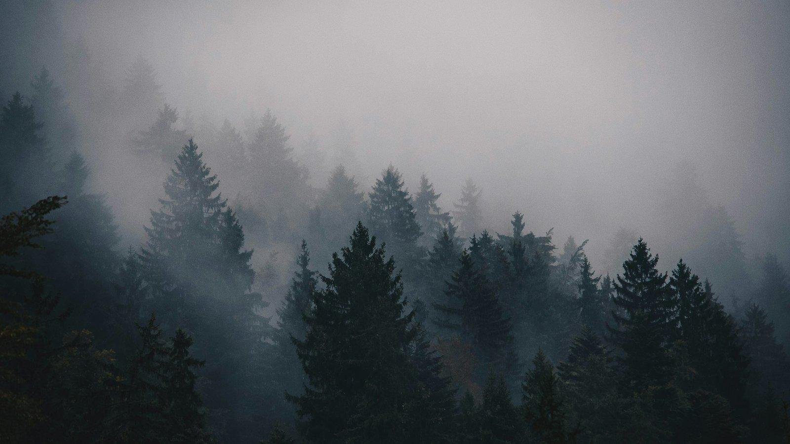 Bosque en calma entre la niebla